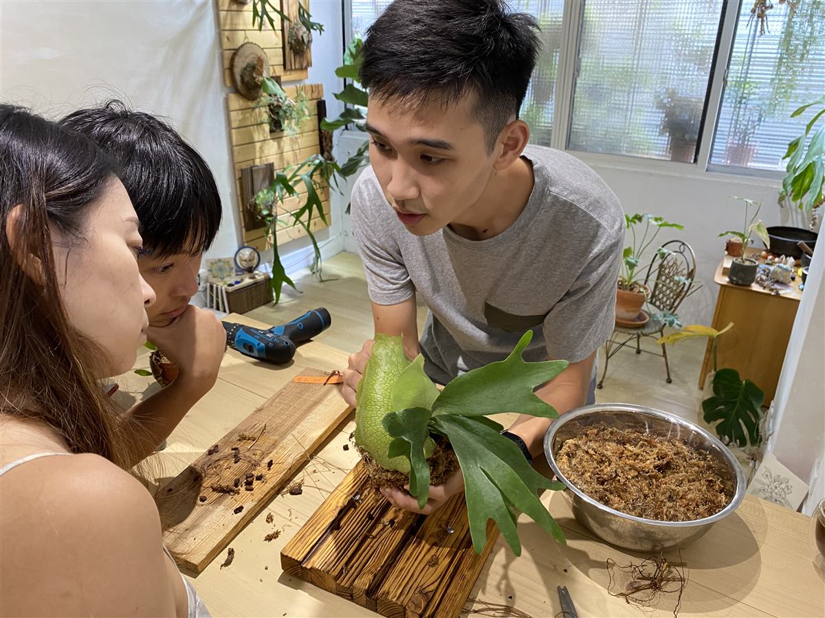 植物上板的手作過程